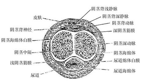 陰莖相|人體解剖學/男性生殖器